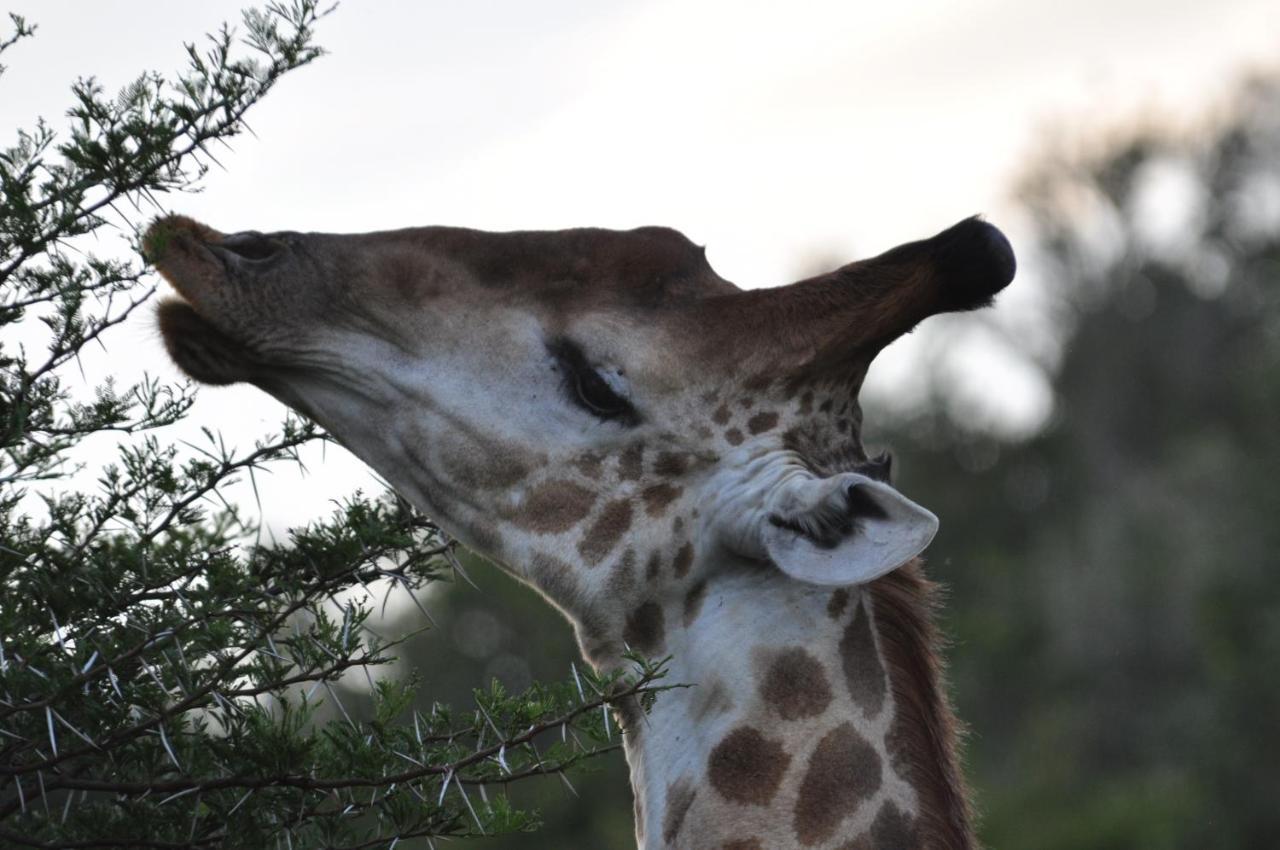 Hopewell Private Game Reserve Buyskloof Bagian luar foto