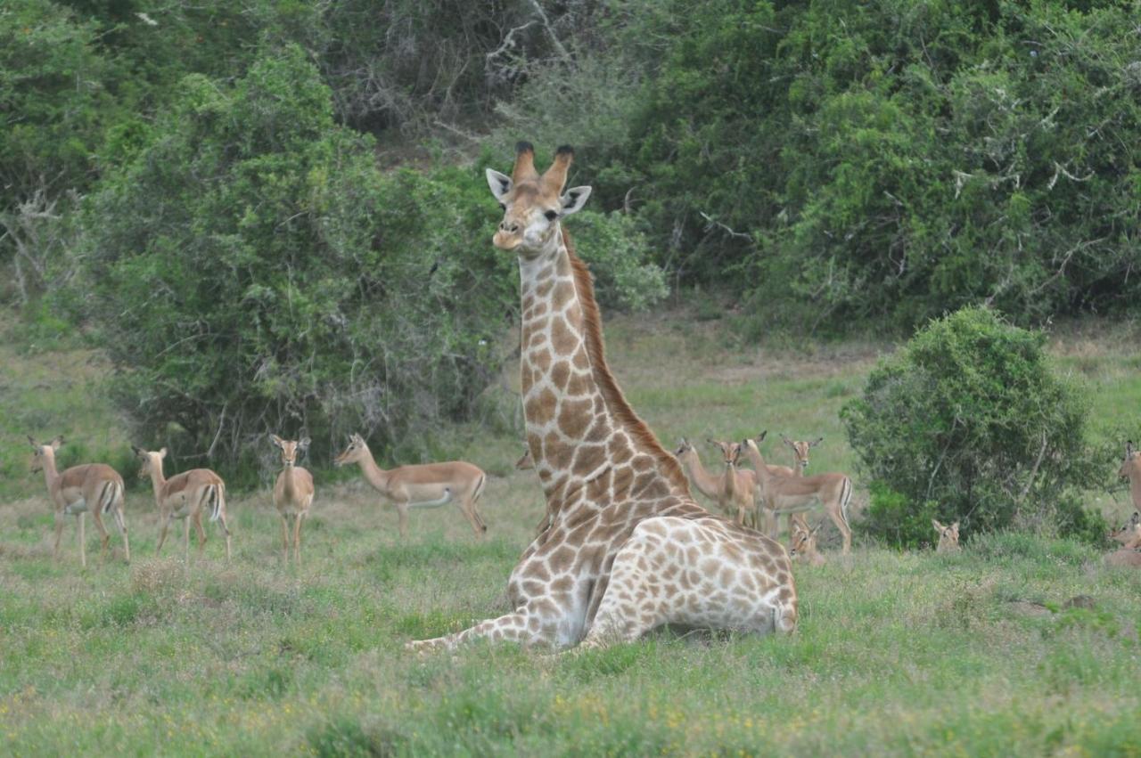 Hopewell Private Game Reserve Buyskloof Bagian luar foto