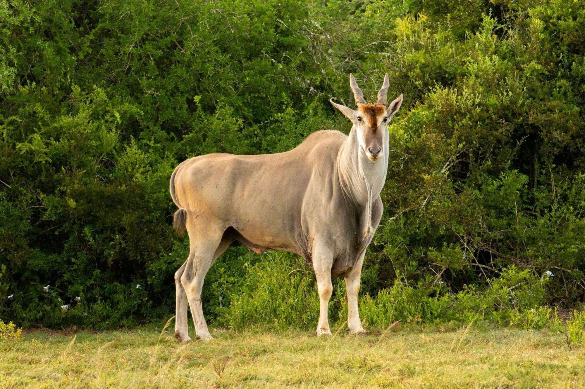 Hopewell Private Game Reserve Buyskloof Bagian luar foto