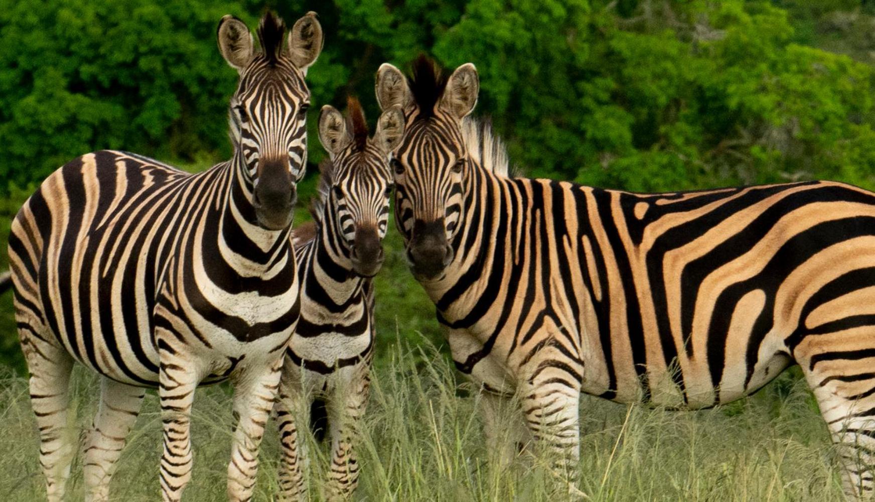 Hopewell Private Game Reserve Buyskloof Bagian luar foto