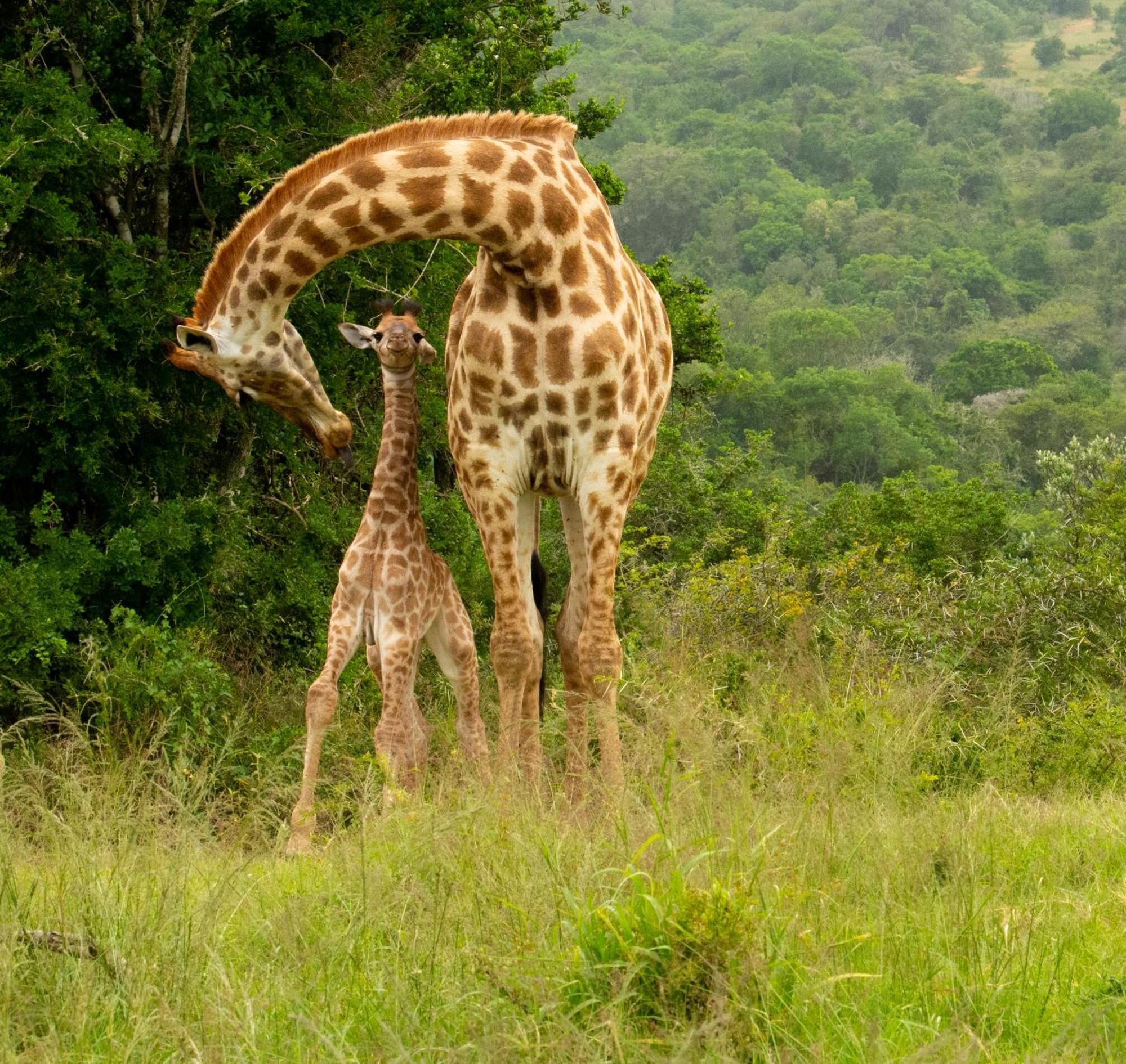 Hopewell Private Game Reserve Buyskloof Bagian luar foto