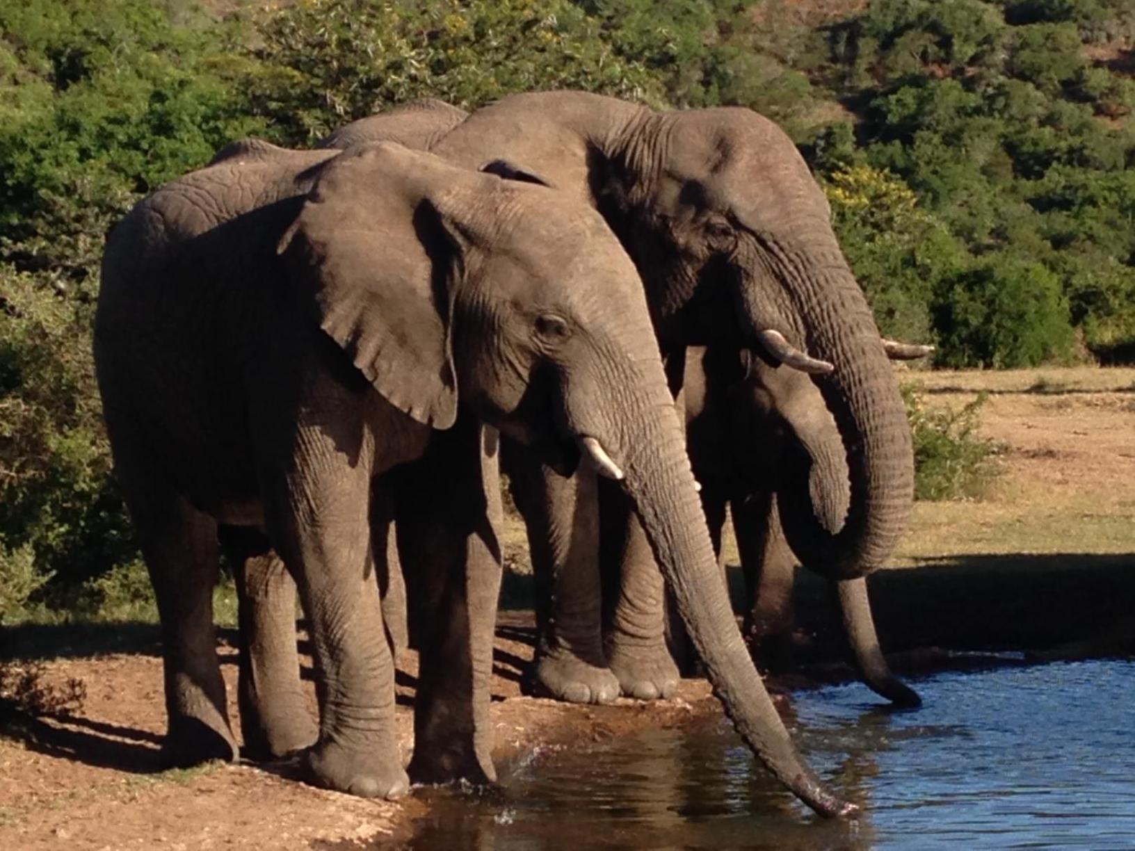 Hopewell Private Game Reserve Buyskloof Bagian luar foto
